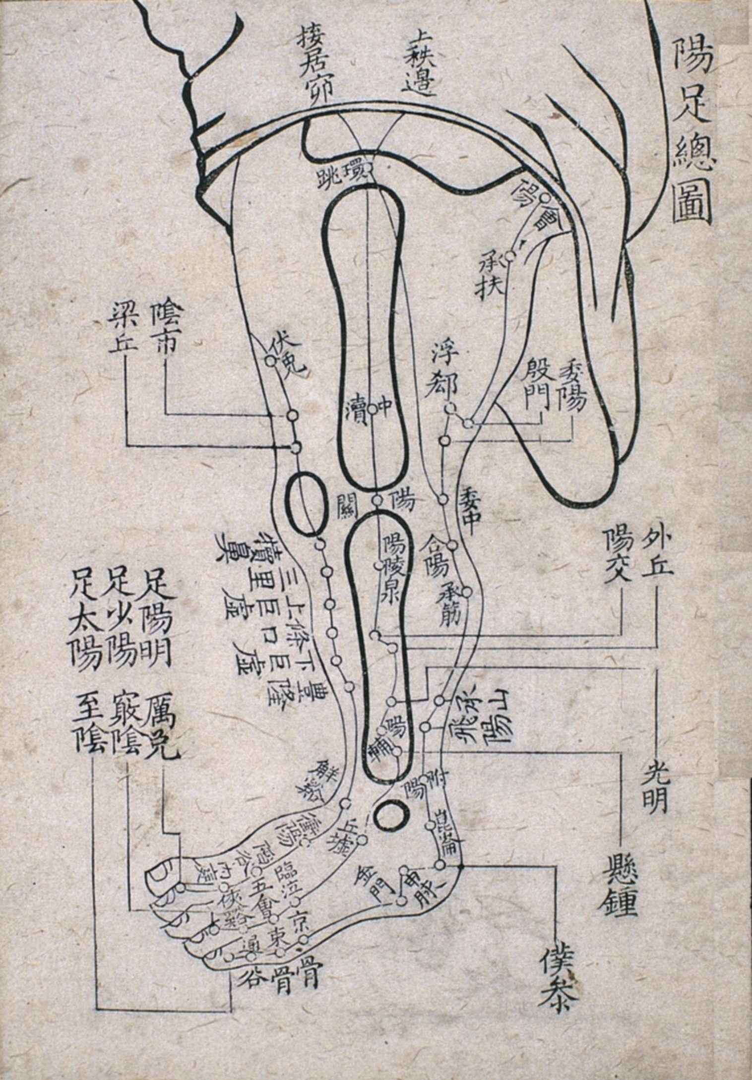 Xylographie d'une édition de 1763 représentant les points des trois méridiens yang du pied.