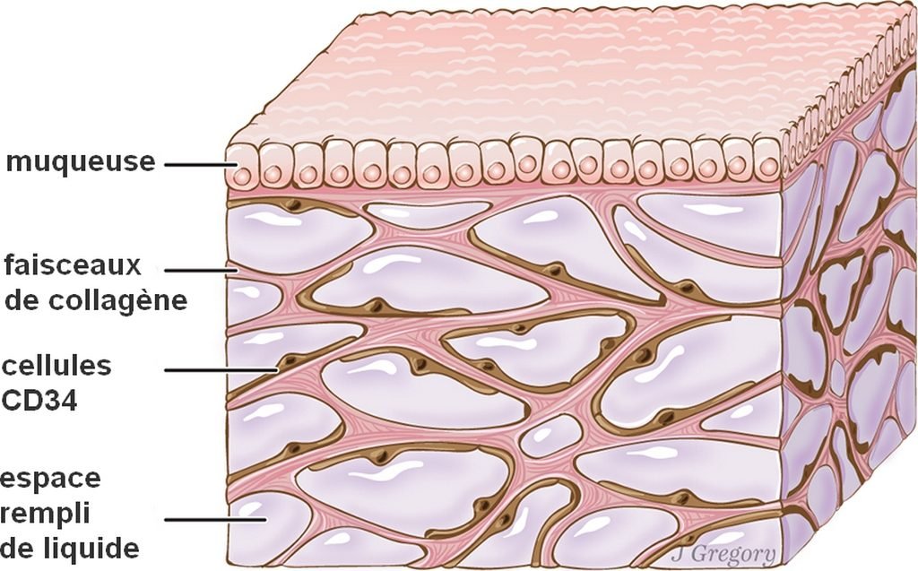 L'interstitium, apparaît ici sous la couche supérieure de la peau