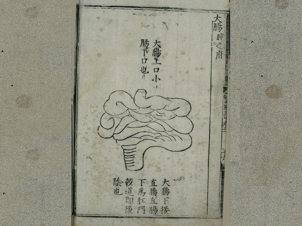 Anatomie du gros intestin dans la médecine traditionnelle chinoise ,  édition publiée en 1537
