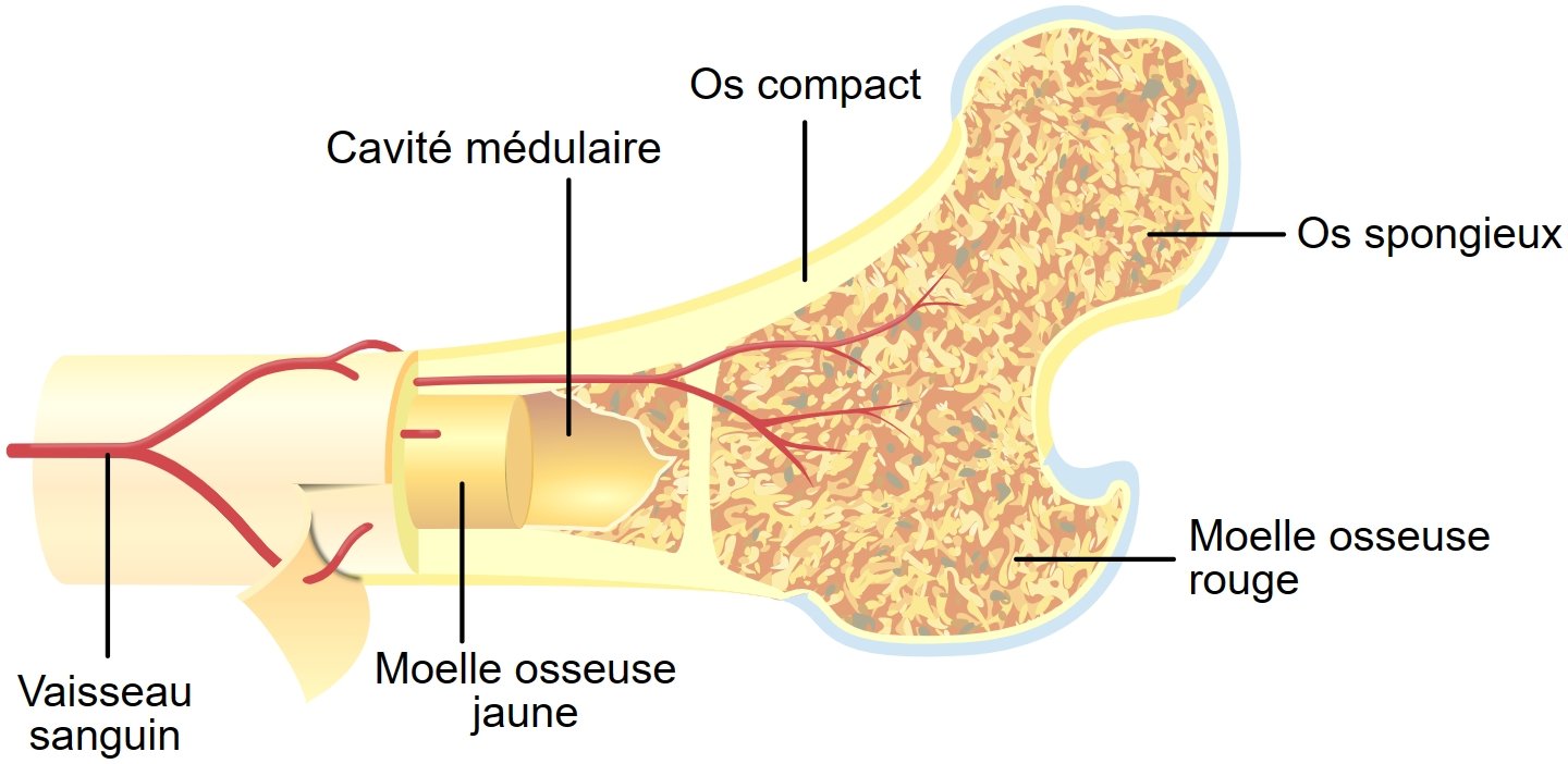 La Purification Des Moelles Tiandi