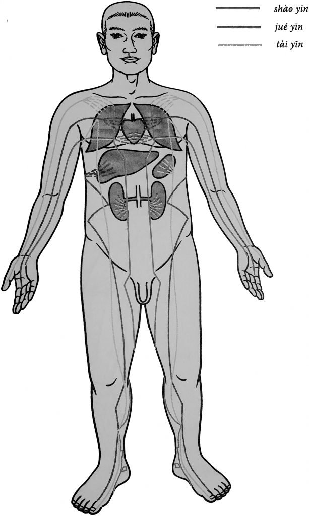 Schémas du trajet des méridiens yin reflète la localisation relative de l'organe qui leur est associé.