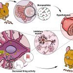 Microbiote-cerveau-souris