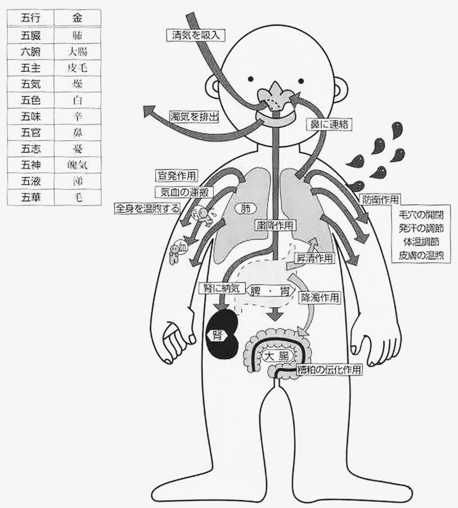 Illustration du poumon dans la MTC