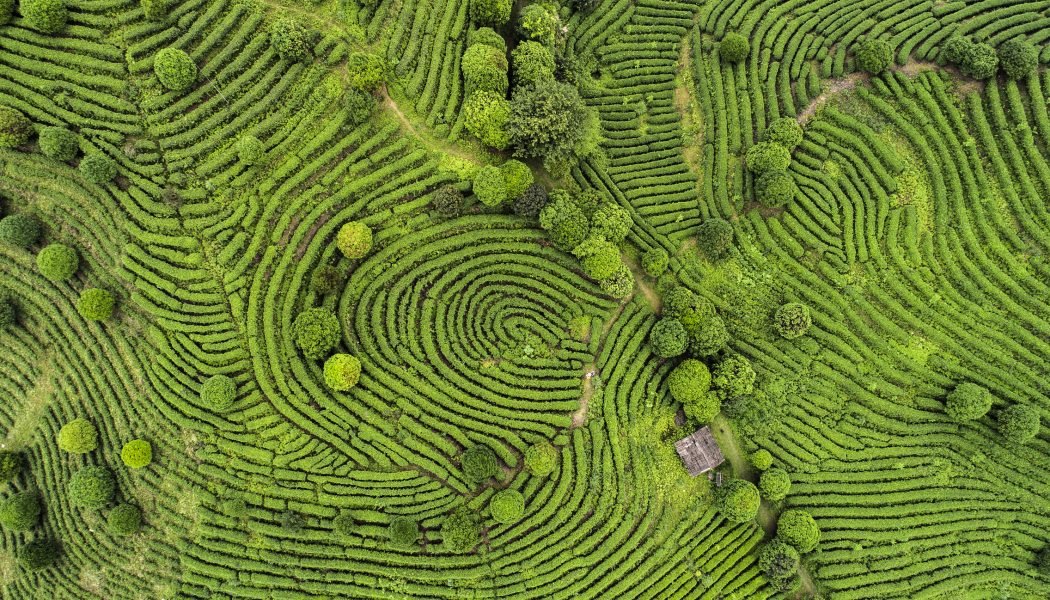 Photographie aérienne de champs de thé chinois