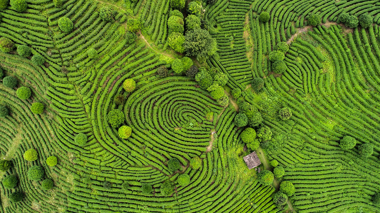 Photographie aérienne de champs de thé chinois