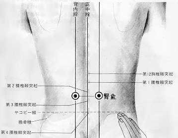 Le point d’assentiment des reins, 腎俞 shèn shù, est le treizième point du méridien de la vessie.