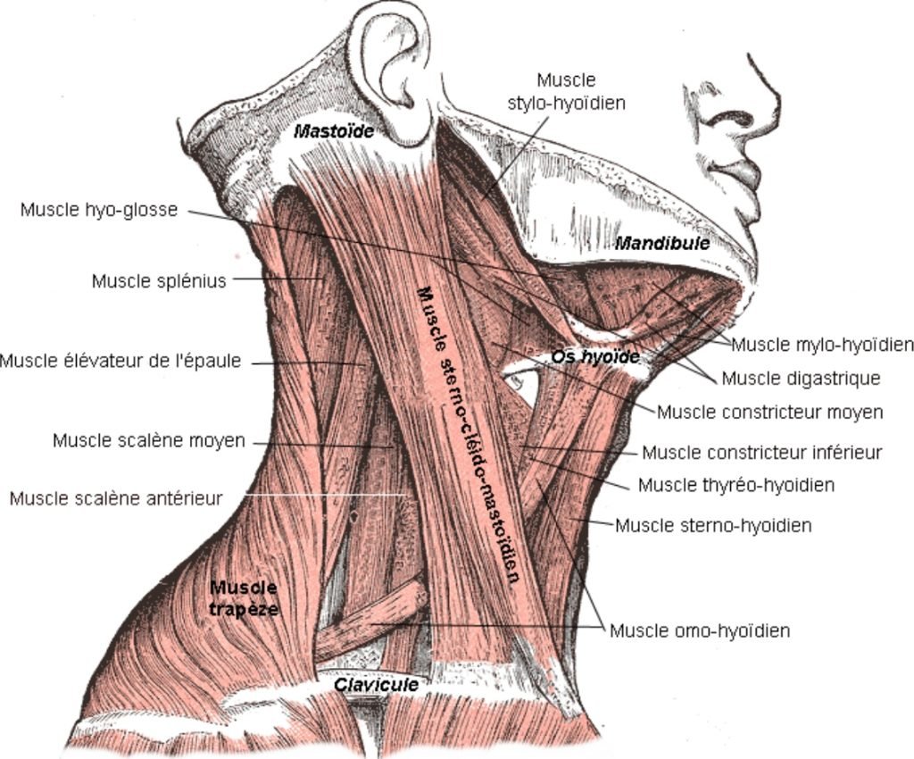 Illustration des muscles du cou, vue latérale droite