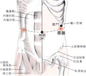 Le vaisseau de ceinture, 带脉 dài mài, relie tous les méridiens du tronc, il est le seul méridien horizontal.