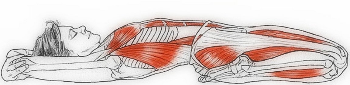 Illustration de l'étirement du méridien de l'estomac dans la posture Supta Virasana