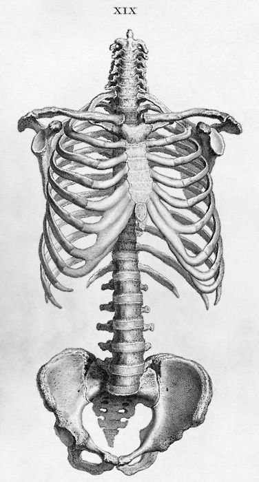 Illustration de la cage thoracique, de la colonne vertébrale et du bassin