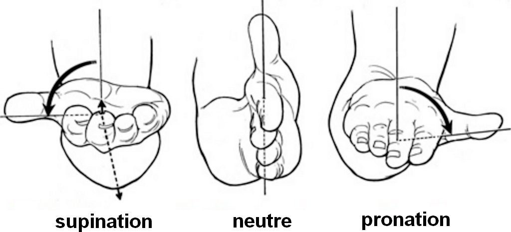 Illustration de la supination et de la pronation pour l'avant-bras