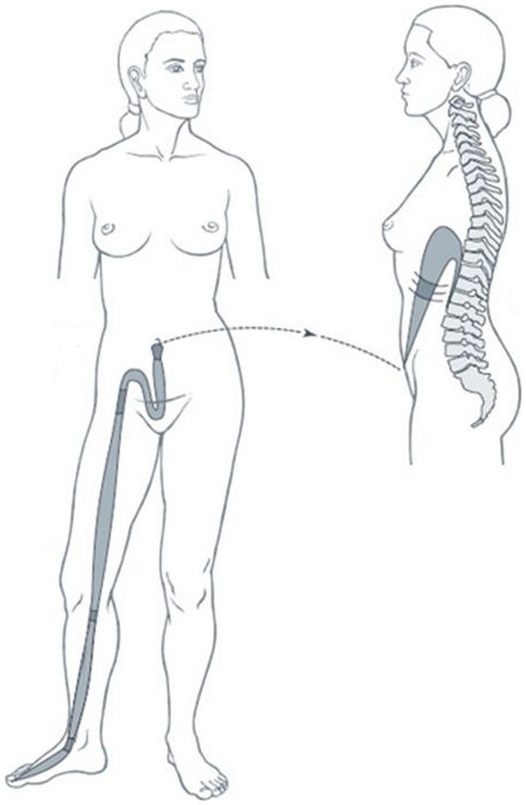 Illustration du méridien tendino-musculaire de la rate