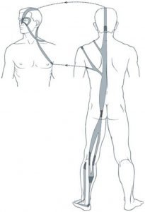 Illustration du méridien tendino-musculaire de la vessie