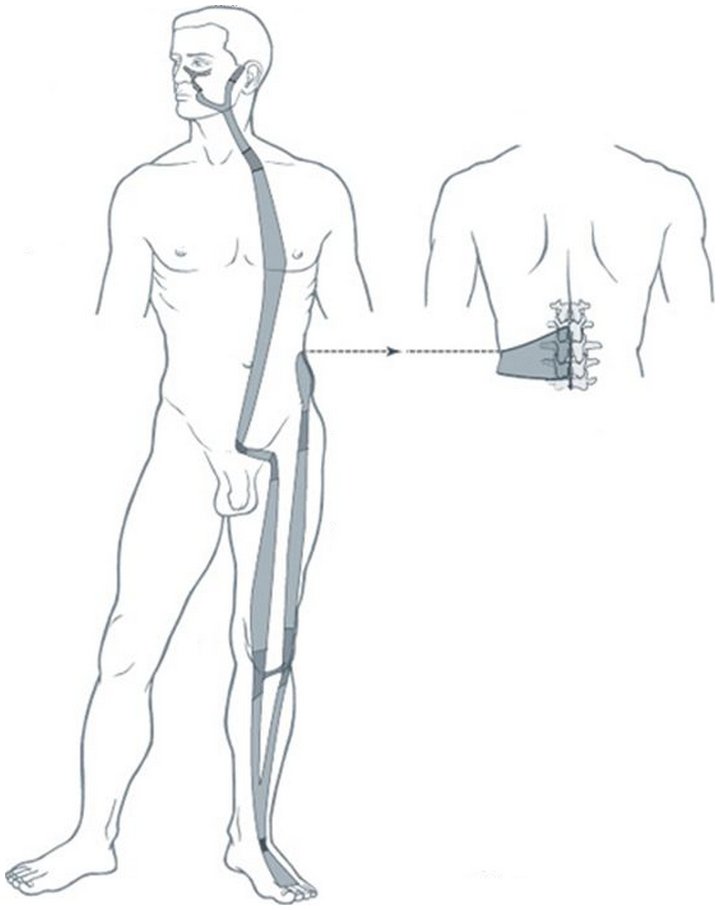 Illustration du méridien tendino-musculaire de l'estomac