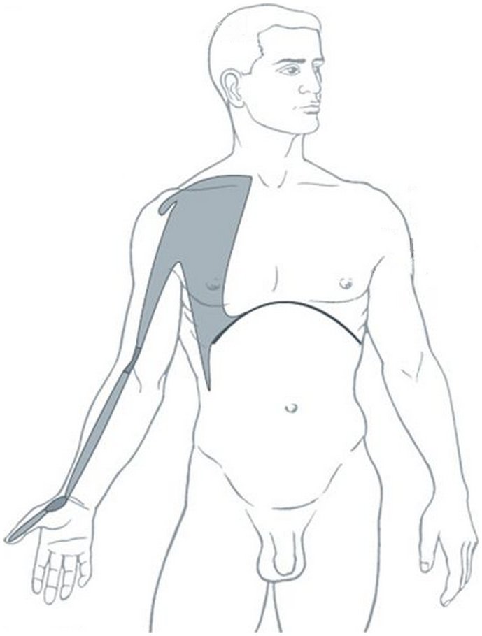 Illustration du méridien tendino-musculaire du poumon