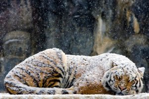 Warm Coat est une photographie étonnante de Bobby McLeod représentant un tigre dormant dans la neige.