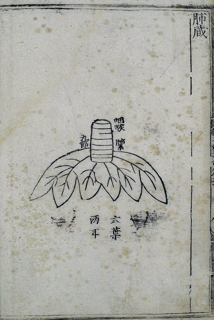 Anatomie des poumons dans la médecine chinoise ancienne, gravure sur bois illustrant une édition publiée en 1537.