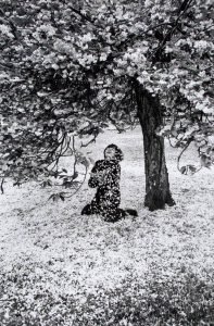 Parc de Sceaux, cerisier Japonais,1983, photographie d'Edouard Boubat (1923-1999)