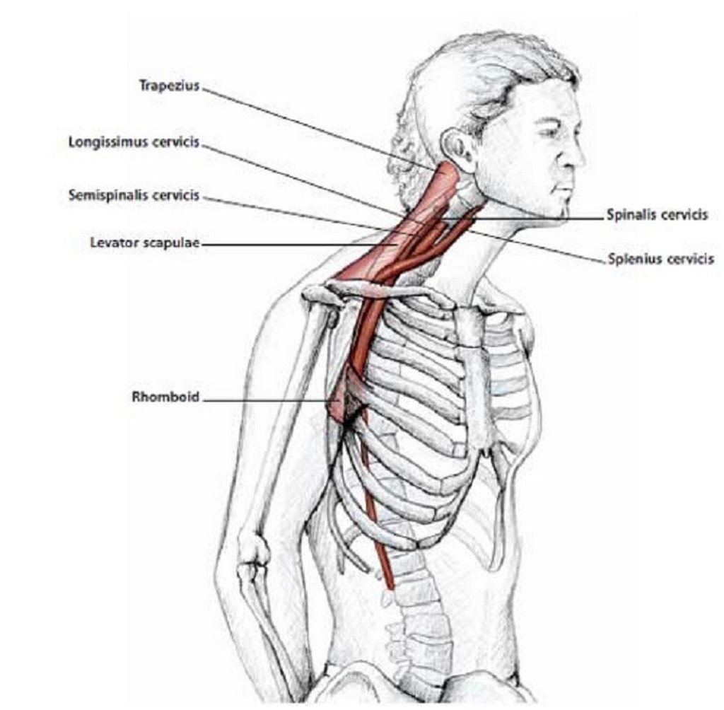 Illustration anatomique de l'extension du cou en protraction