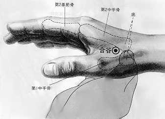 Le fond de la vallée, 合谷 hé gǔ , est le quatrième point du méridien du gros intestin.