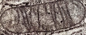 Mitochondries en microscopie électronique, longueur environ 1 micromètre