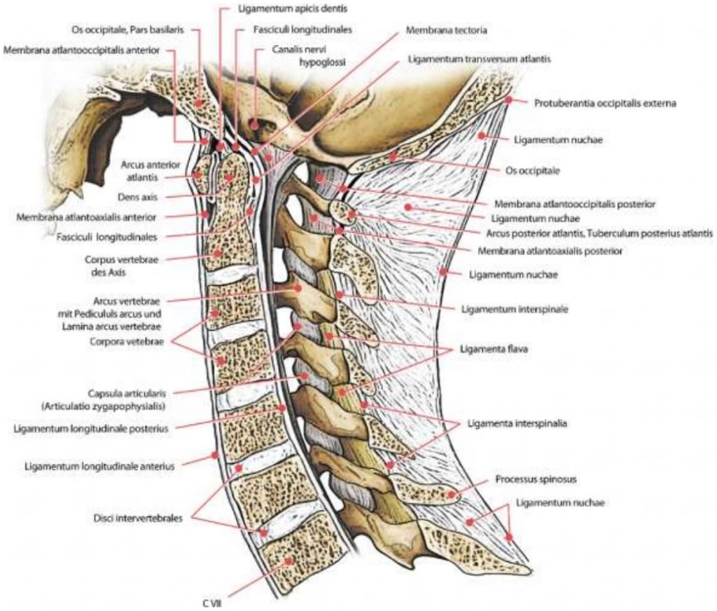 Dessin anatomique des sept vertèbres cervicales