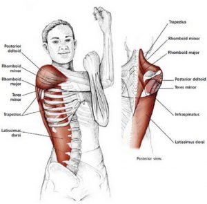 Illustration anatomique de l'étirement des épaules, bras fléchi