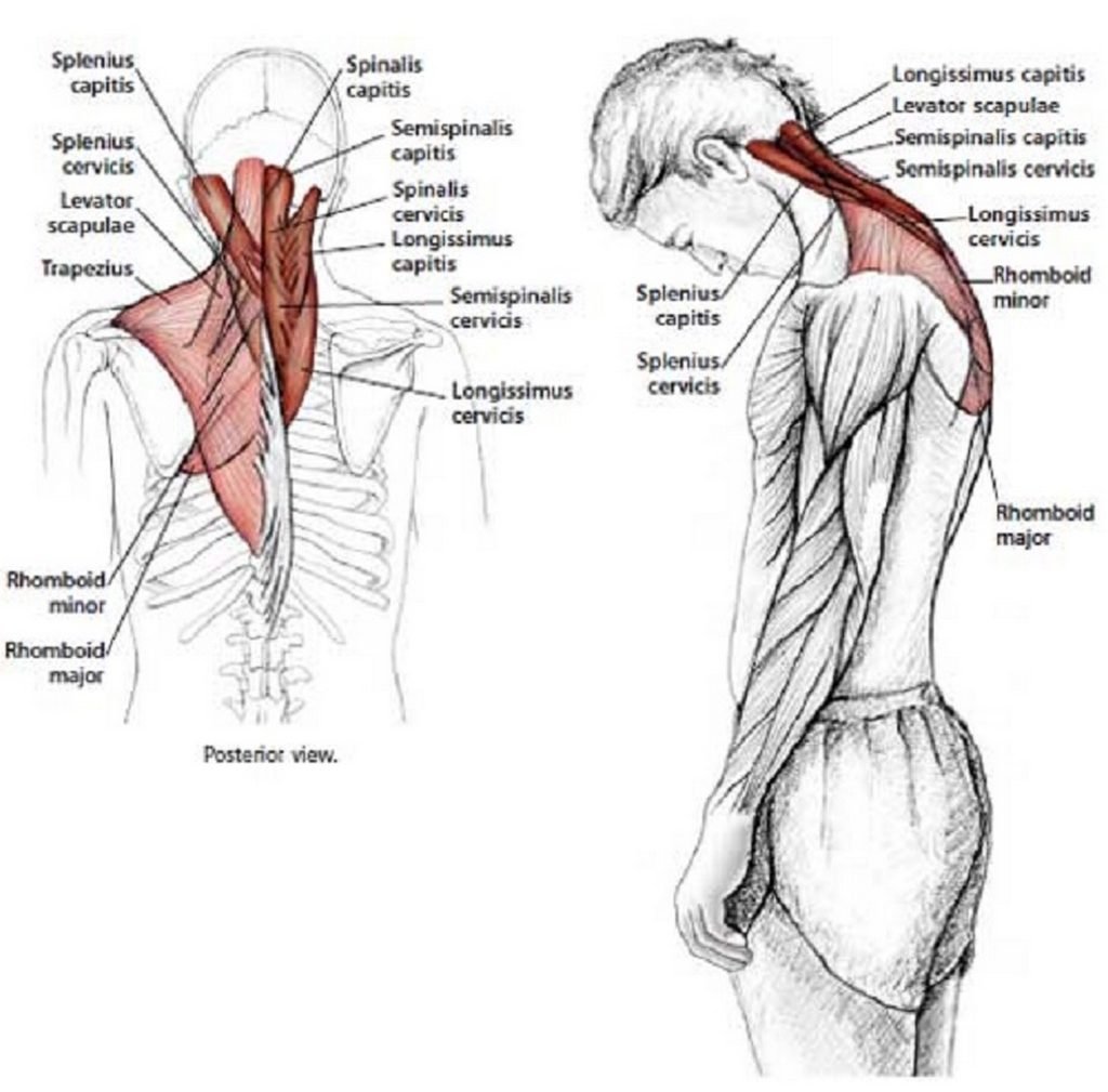 Illustration anatomique de l'étirement  du cou en flexion vers l'avant