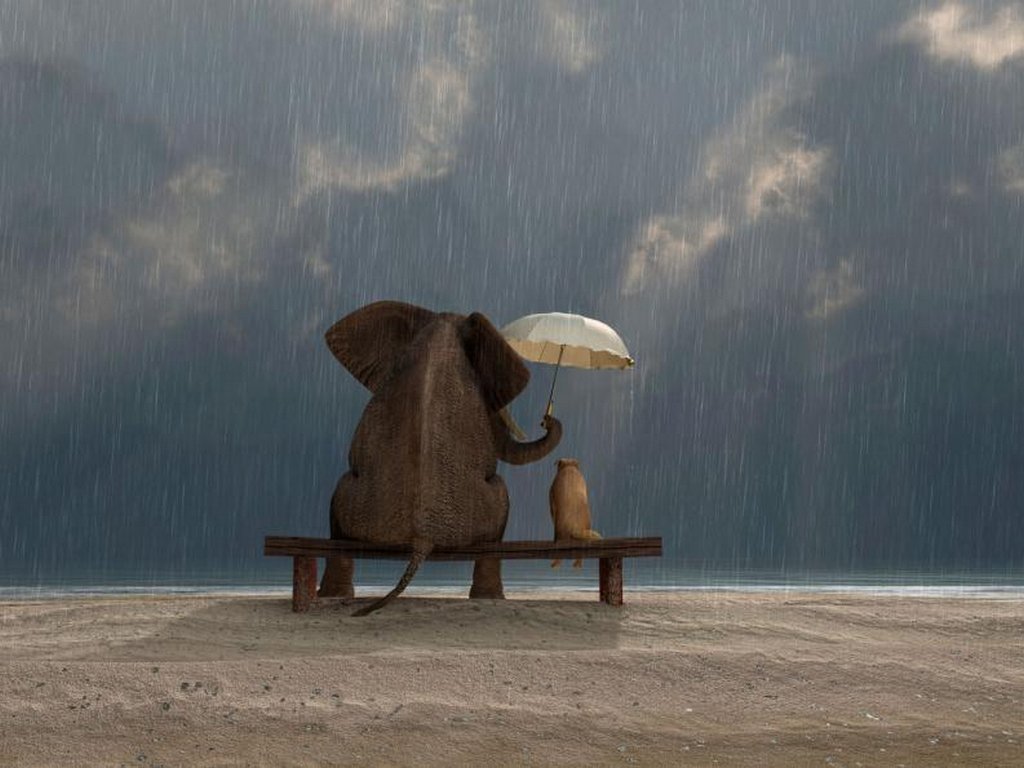 Illustration montrant un éléphant qui protège un chat de la pluie avec son parapluie