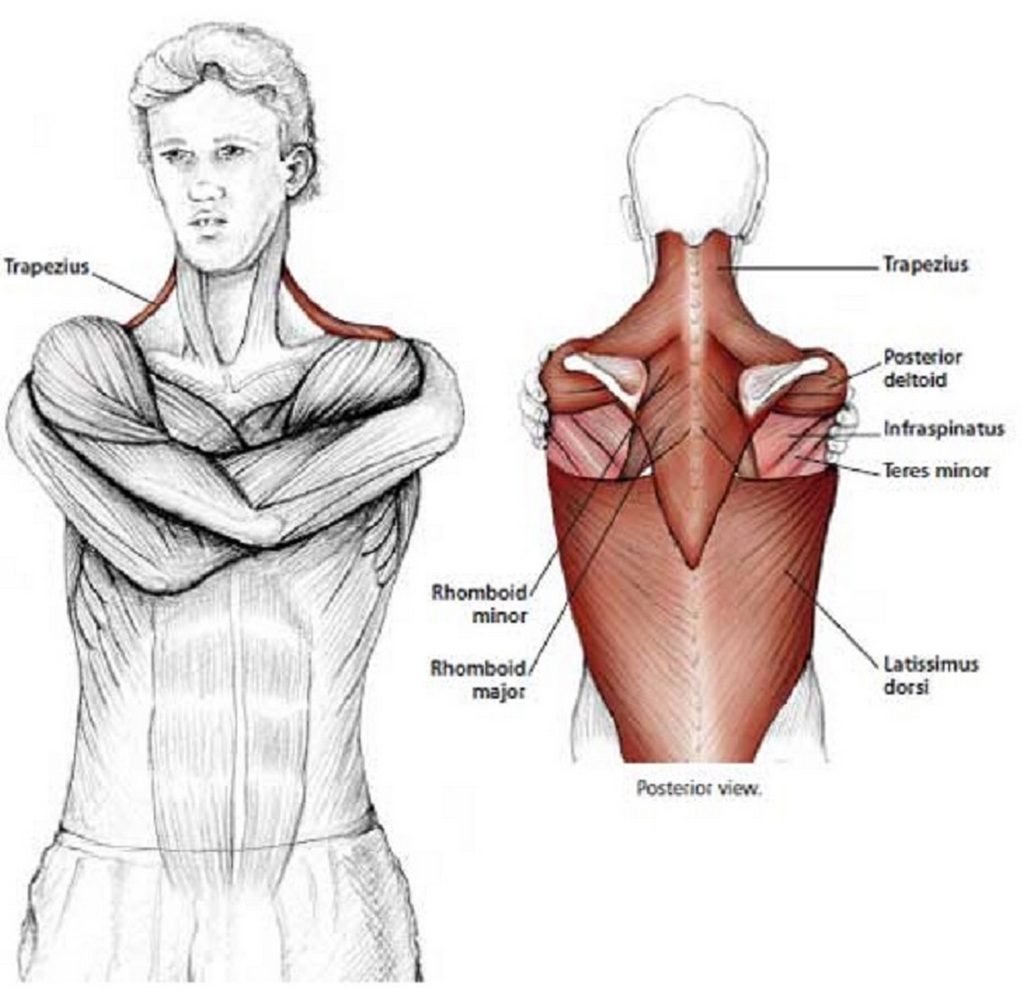 Illustration anatomique de l'étirement des épaules, les bras enlacent les épaules