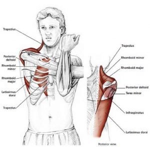 Illustration anatomique de l'étirement des épaules, bras parallèle