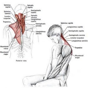 Illustration anatomique de l'étirement du cou en flexion, assis