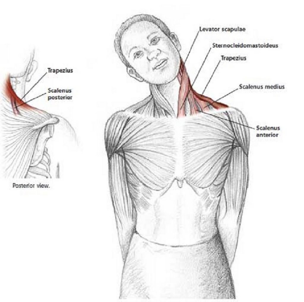 Illustration anatomique de l'étirement latéral du cou