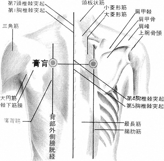 Point d’assentiment des graisses et des membranes vitales, 膏肓俞 gāohuāngshù, est le quarante troisième point du méridien de vessie