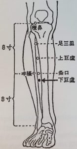 Point inférieur du grand tertre, 下巨虚 xià jù xù, est le trente neuvième point du méridien de l’estomac.