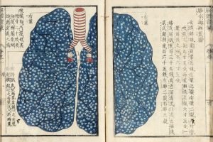Explication de l'anatomie humaine, le poumon, Kaitai hatsumo