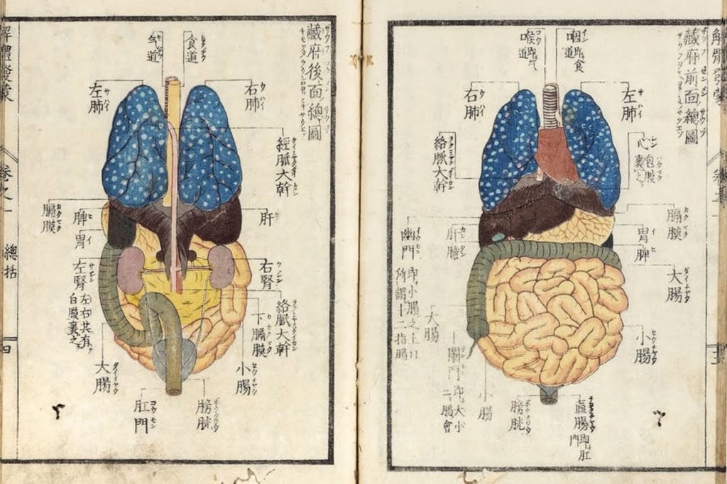 Explication de l'anatomie humaine, les organes, Kaitai hatsumo