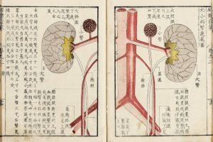 Explication de l'anatomie humaine, les reins, Kaitai hatsumo