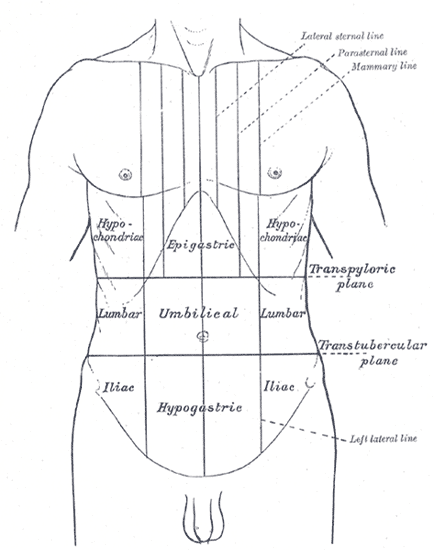 Thorax et abdomen