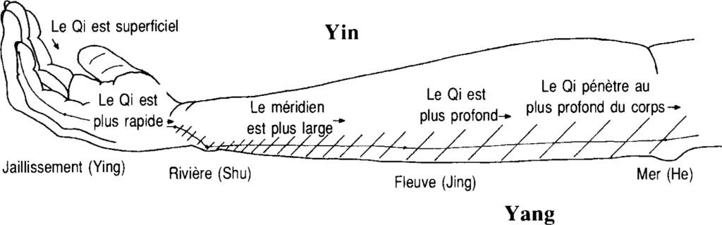 Illustration de la circulation du qi et les cinq points antiques