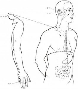 Illustration du méridien de l’intestin grêle