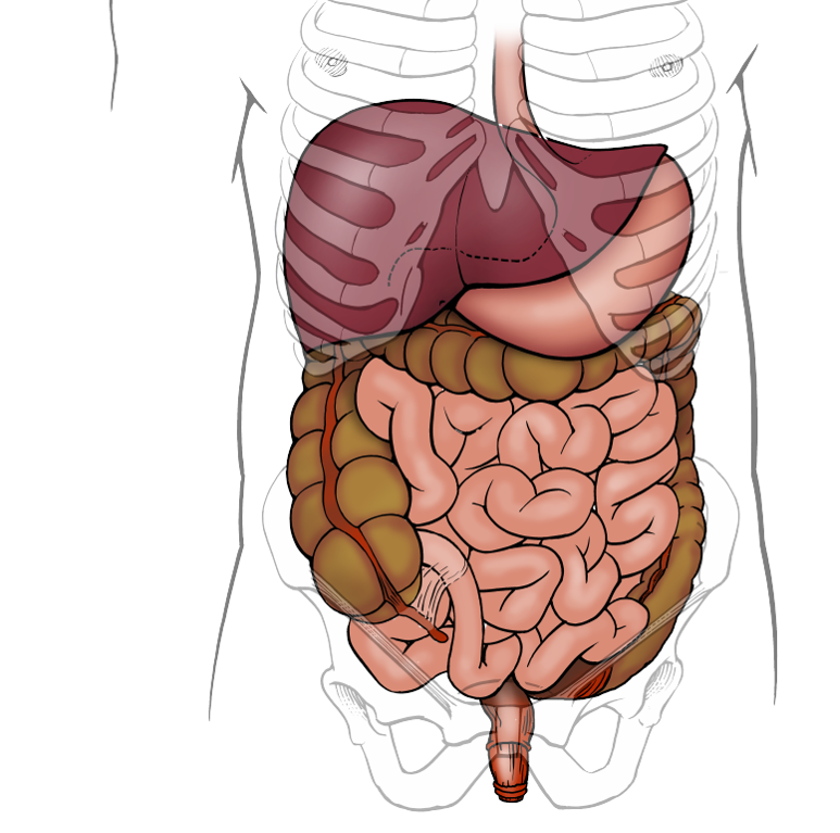 Illustration de l'appareil digestif