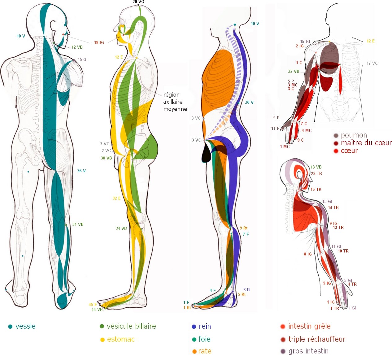 Illustration des méridiens tendino-musculaires