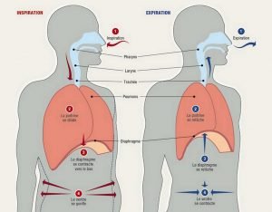 La respiration abdominale