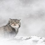 Panthère des neiges, Vincent Munier