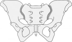 Anatomie du bassin, l'articulation sacro-iliaque