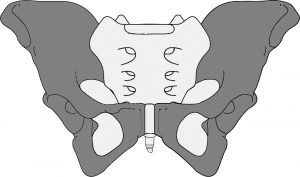 Anatomie du bassin, les os iliaques