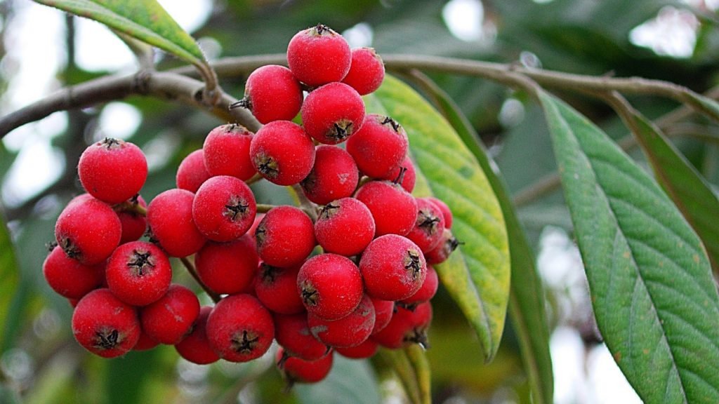 Schisandra chinensis