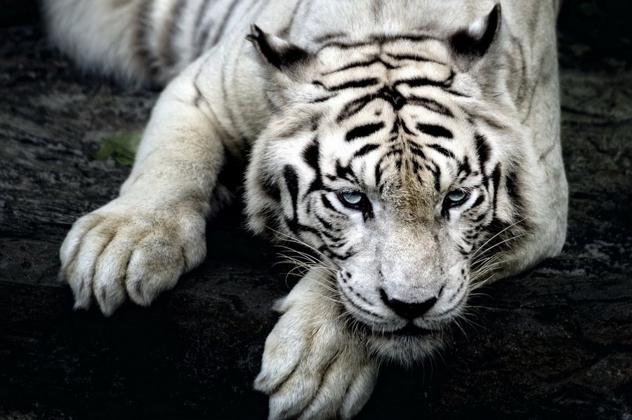 Photographie d'un tigre blanc