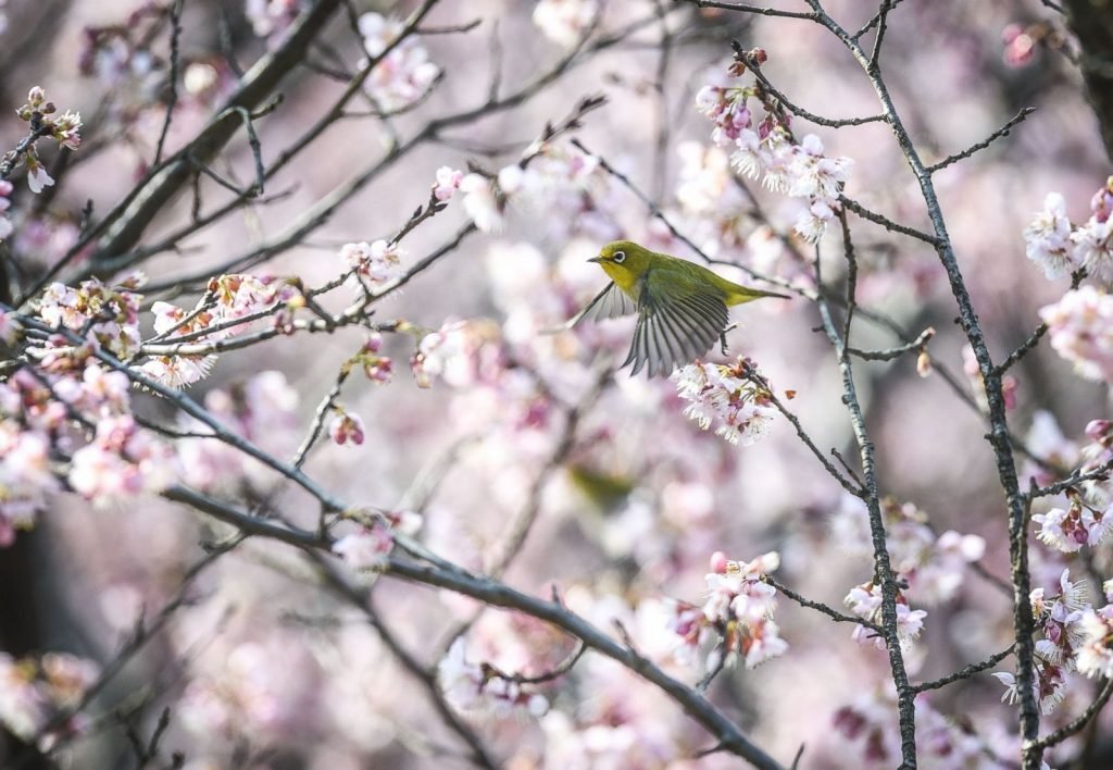 Un oiseau à œil blanc vole parmi les cerisiers en fleurs au Jardin botanique de Nanjing Zhongshan